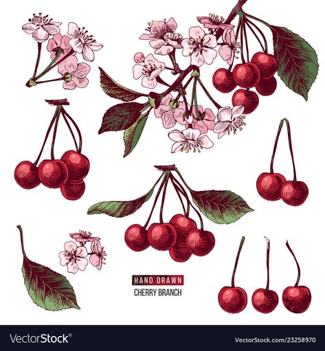 Cherry Botanical Illustration, Abstract Cherry Tattoo, Cherry Branch Drawing, Cherry Vine Tattoo, Fruit Branch Tattoo, Cherry Branch Tattoo, Fruit Vine Tattoo, Cherries Drawing, Cherries Illustration