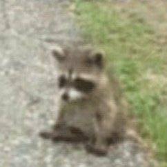 Trash Pandas, Trash Panda, Silly Animals, Racoon, Reaction Pics, Leave Me, To Leave, Cute Animals, I Can