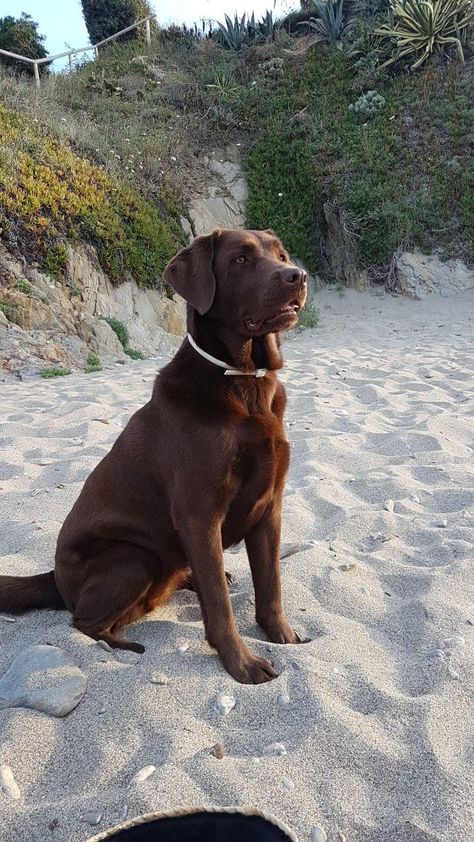 Uplifting Memes, Chocolate Lab Puppies, Chocolate Labs, Cute Dog Wallpaper, Make Your Day Better, Fluffy Puppies, Dogs Cute, Labrador Retriever Puppies, About Dogs