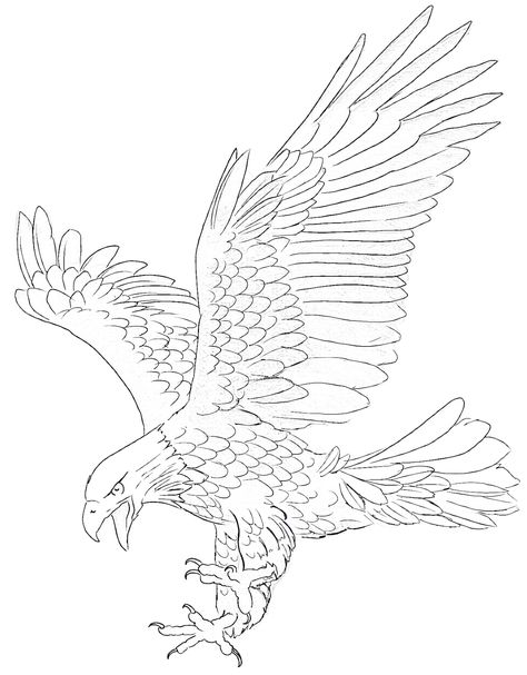 Eagle Reference Drawing, Bird Of Prey Drawing, Skenderbeu Drawing, Eagle Tattoo Stencil, Eagle Line Art, Bald Eagle Drawing, Eagle Stencil, Eagle Outline, Bird Of Prey Tattoo