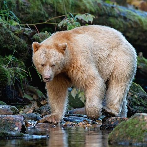 Kermode Bear, Bear Spirit, Nature Games, Spirit Bear, Bear Pictures, Wolf Girl, Forest Creatures, Love Bear, Friends Are Like