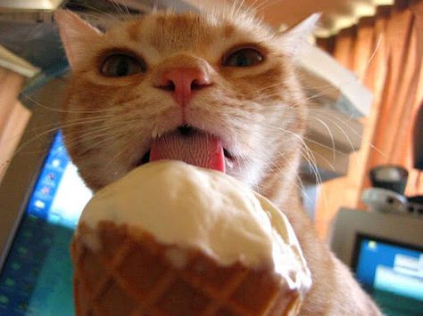 <b>WARNING: Feeding your cats human food may not be safe.</b> But if you insist on feeding them your food, please take pictures and post to the internet. Animal Eating, Cat Brain, Cream Cat, Cat Seat, Eating Ice, Brain Freeze, Eating Ice Cream, Color Blind, Cat Playing