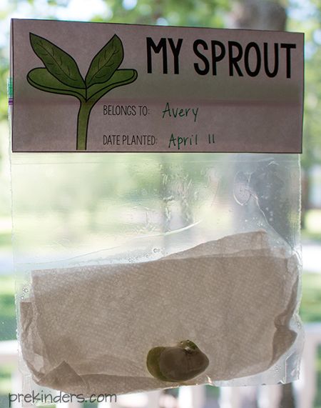 Sprouting a Seed: Bag Topper Printable Seed Sprouting, Science Activity For Kids, Science Activity, Bag Topper, Activity For Kids, Beauty Standards, Authentic Self, Natural Beauty, Seeds