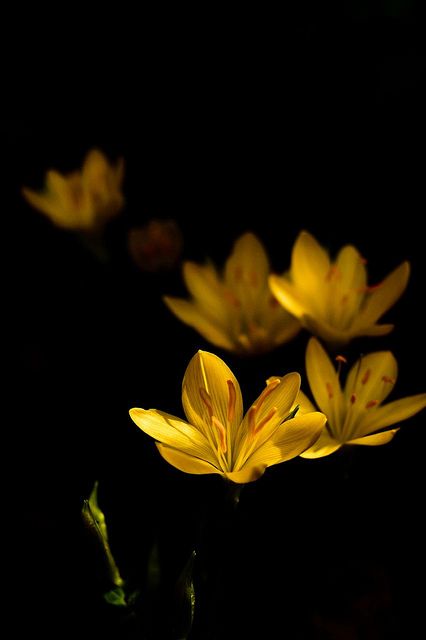 No Dp Images, Yellow Crocus, Hufflepuff Aesthetic, Black Photography, Dark Flowers, Photographs Ideas, Yellow Submarine, Yellow Wallpaper, Stunning Wallpapers