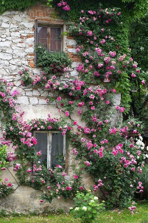 http://colorel11.tumblr.com/post/112423156359 French Cottage Garden, نباتات منزلية, Flowers Growing, Cottage Garden Design, Secret Gardens, Have Inspiration, Colorful Roses, French Cottage, Climbing Roses