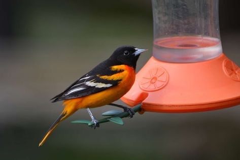 Orioles are some of the most colorful birds on the continent, so it’s hardly surprising that people are looking for more ways to attract them. Instead of feeding on bird seed or nuts, however, orioles Oriole Nectar Recipe, Oriole Bird Feeders Diy, Oriole Bird Feeders, Finch Feeders, Backyard Birds Watching, Bird Ideas, Backyard Birds Feeders, Suet Bird Feeder, Oriole Bird