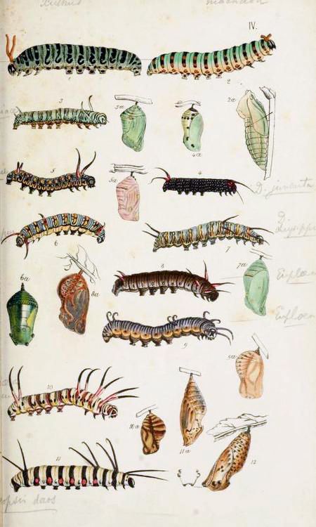 Caterpillar and chrysalis. Plate from A Catalogue of the Lepidopterous Insects in the Museum of the Hon. East-India Company. Science Illustration, Illustration Botanique, Insect Art, Scientific Illustration, Bugs And Insects, Botanical Drawings, Nature Journal, Nature Illustration, Science And Nature