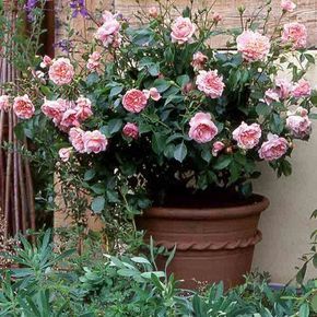 Rose gardens Rose Bush Care, Container Roses, Ground Cover Roses, White Flower Farm, Rose Care, Shrub Roses, Growing Roses, Planting Roses, David Austin