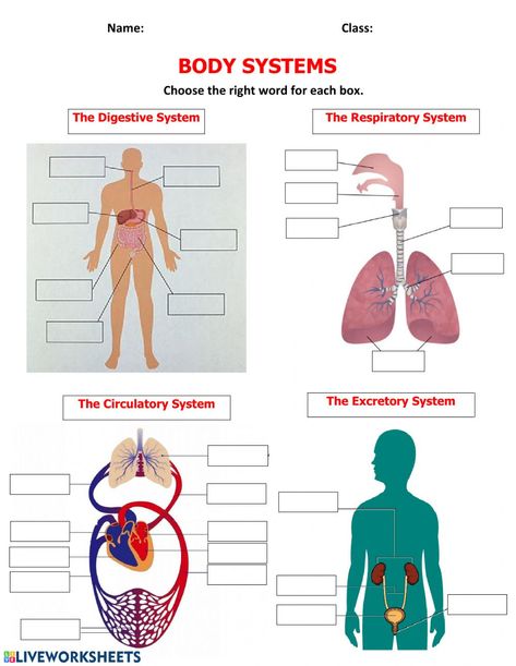 Body Systems activity Body Systems Activities, Human Body Organ System, Body Worksheet, Body Systems Project, Digestive System Worksheet, Human Body Lesson, Human Body System, Body Systems Worksheets, Skeletal System Worksheet