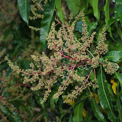 Mangifera indica - Mango, Manako - Hawaiian Plants and Tropical Flowers Mango Varieties, Mango Flower, Hawaiian Plants, Mango Tree, Dull Colors, Vascular Plant, Old Trees, Hawaiian Flowers, Small Trees