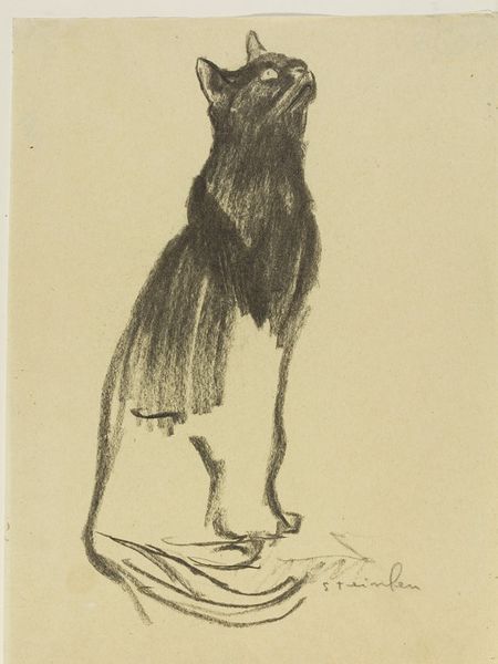 Cat Scientific Illustration, Black Cat Sketch Pencil Drawings, Cat Looking Up Drawing, Steinlen Cats, Black Cat Sketch, Cats In Art, Draw Cats, Cat Sketch, A Black Cat