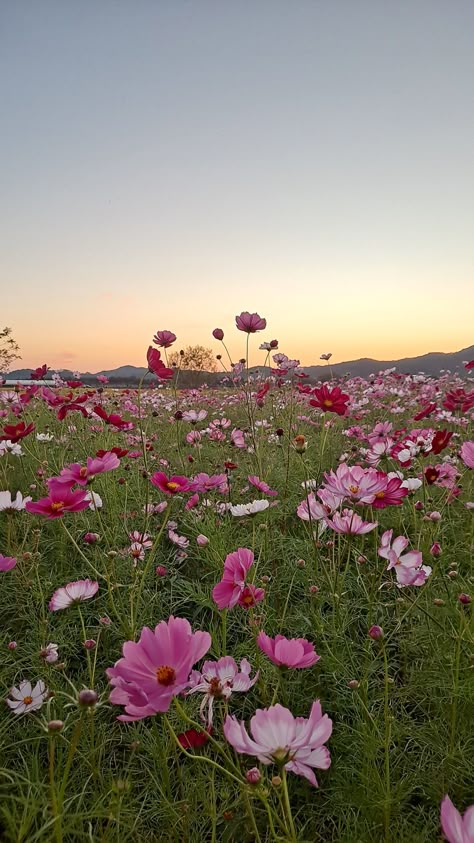 Flower Pic Aesthetic, Floral Landscape Photography, Light Flowers Aesthetic, Aesthetic Fields Of Flowers, Horizontal Wallpaper For Laptop, Spring Lockscreen Aesthetic, Field Of Flowers Wallpaper, Aesthetic Wallpaper Floral, Pink Flowers Field