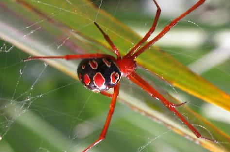 Red-Legged Widow Spider Red Widow Spider, Spider Character Design, Spider Identification Chart, Brazilian Wandering Spider, Spider Character, Spider Sonas, Spider Identification, Common Spiders, Dangerous Spiders