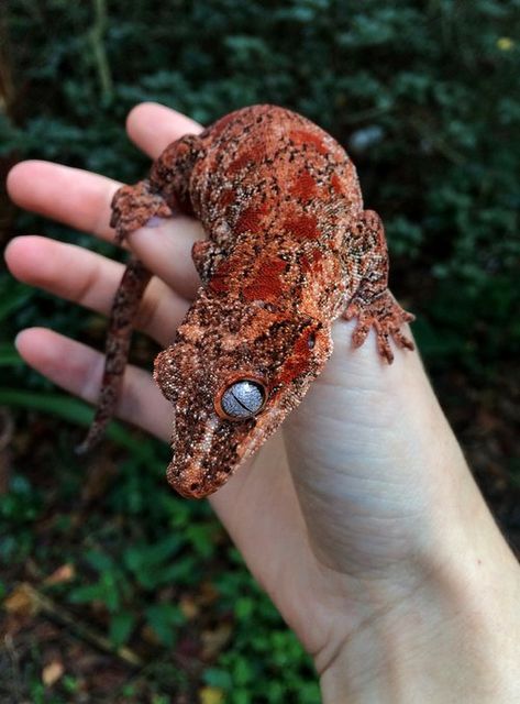 red super blotch gargoyle gecko Crusted Geckos, Blazing Blizzard Leopard Gecko, Bioactive Vivarium Gargoyle Gecko, Tokay Gecko Morph, Gargoyle Gecko, Breeding Leopard Geckos, Reptile Room, What Dogs, Crested Gecko