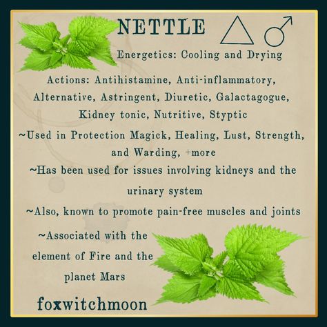 Nettle Leaf Witchcraft, Nettle Herb Benefits, Nettle Oil Benefits, Mistletoe Herb Benefits, Nettle Leaf Magical Properties, Nettle Tincture Benefits, Nettle Magical Properties, Nettle Witchcraft, Nettle Leaf Tea Benefits