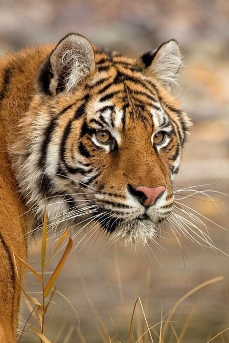 I love the big cats Tiger Love, Tiger Pictures, 강아지 그림, Bengal Tiger, Majestic Animals, Cat Photography, A Tiger, Large Cats, Leopards