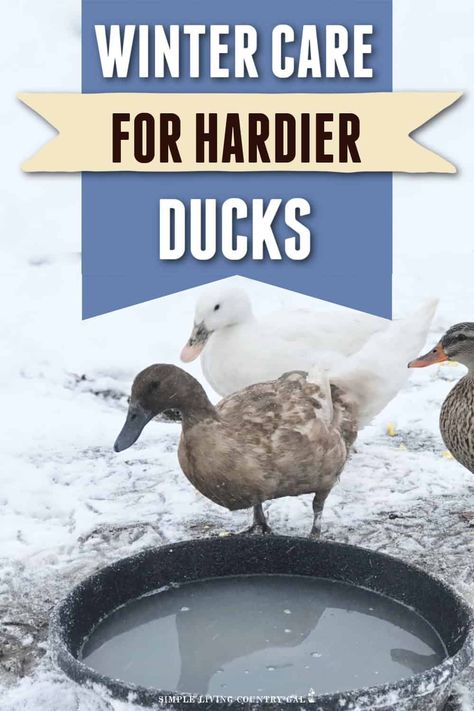 Winter care for ducks that will help them to thrive even when the weather is cold and wet. How to keep them healthy, warm, and laying eggs every day. Learn how to prepare your ducks for the cold weather and ensure they do well throughout the wet, windy, and cold winter season. #winterducks Water For Ducks, Winter Duck Waterer, Heated Duck Waterer, Duck Waterer No Mess Winter, Duck Waterer No Mess, Ducks In Winter, Duck Raising, Chicken Water Heater, Duck Waterer