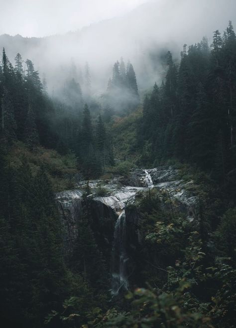 Dark Naturalism, Dark Forest Aesthetic, Dark Landscape, Foggy Forest, Misty Forest, Magical Forest, Nature Aesthetic, Pretty Places, Green Aesthetic