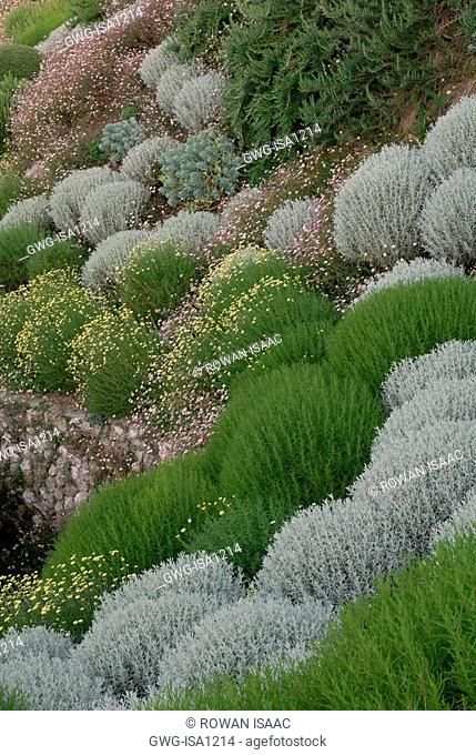 SANTOLINA ROSMARINIFOLIA 'PRIMROSE GEM' SANTOLINA CHAMAECYPARISSUS AND ERIGERON KARVINSKIANUS AT..., Stock Photo, Picture And Rights Managed Image. Pic. GWG-ISA1213 | age fotostock Garden On A Hill, Mediterranean Landscaping, Planting Plan, Ground Cover Plants, Mediterranean Garden, Home Landscaping, Garden Borders, Foliage Plants, Garden Structures