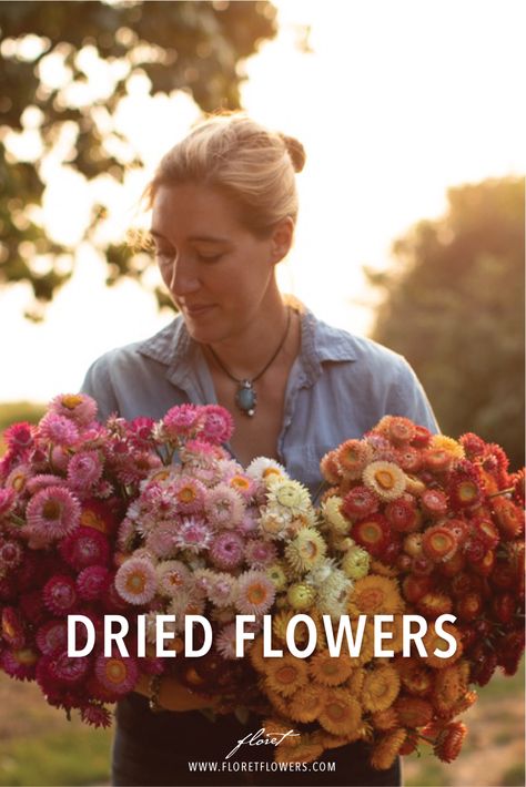 Best Flowers For Dried Arrangements, Drying Zinnia Flowers, Flowers That Can Be Dried, Best Dried Flowers To Grow, How To Dehydrate Flowers, Flowers For Drying Best, Dried Flower Farm, Best Flowers To Grow For Drying, Dried Flower Garden