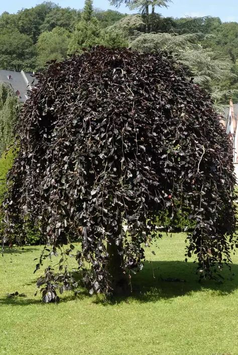 20 Best Types of Weeping Trees Weeping Birch Tree, Small Weeping Trees, Weeping Birch, Weeping Trees, Specimen Trees, Grace To You, Birch Tree, Small Trees, Lawn And Garden