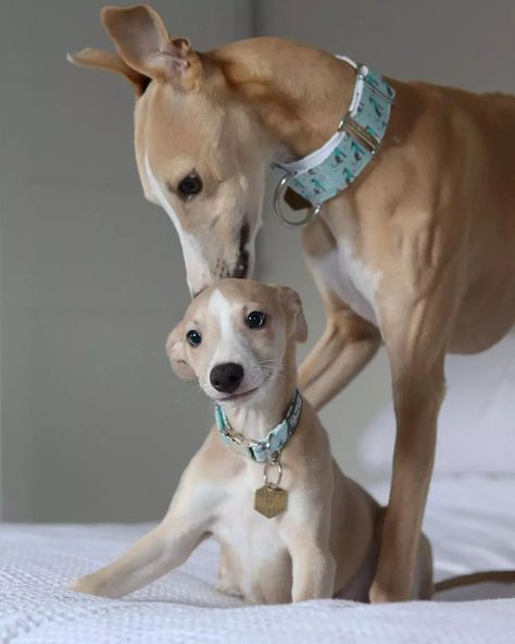 Whippet’s Instagram photo: “👫 Tag a friend 👉 Follow @whippetreels 👉 Use #whippetreels to be featured - - 📷 @itsmarleyandbo -⠀- -⠀- -⠀- -⠀- #whippet #whippetpuppy…” Whippet Dog Puppy, Whippet Puppies, Photo Tag, Whippet Dog, Between Us, Italian Greyhound, Whippet, Baby Dogs, Tag A Friend