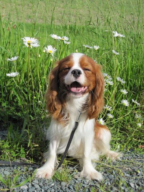 Cocker Spaniel Puppies King Charles, Cavalier King Spaniel, King Spaniel, Cavalier Dog, King Charles Puppy, Cavalier Puppy, Cavalier King Charles Dog, King Charles Dog, King Charles Cavalier Spaniel Puppy