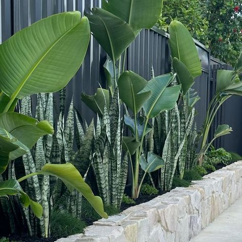 FCG LANDSCAPING on Instagram: "Poolside plantings out at Carlingford 🌿" Poolside Plants Landscaping, Poolside Plants, Pool Gardens, Concrete Tiles, White Gloss, House Ideas, Landscaping, Dream House, House Design