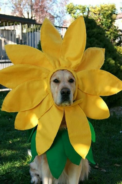 Sunflower Costume, Bad Dog Breath, Three Dog Night, Dog Breath, Pet Halloween Costumes, Labrador Retriever Puppies, Dog Halloween Costumes, Bad Dog, Dog Costumes