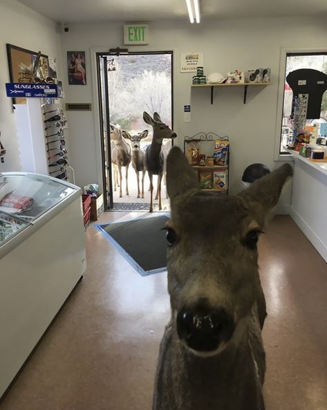 Deer Walks Into Store To Check Their Goods, Later Brings A Surprise | Bored Panda Funny Deer, Deer Family, Epic Photos, A Deer, Silly Animals, Animal Pictures, Gift Shop, Funny Animals, Deer