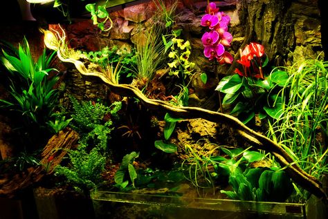 I really hope that my future frog or chameleon are happy in this paludarium that I want to copy and create from this site.  Phew!  'Cause she's got hiiiighh hopes, yes, she's got...well, you know. Tropical Terrariums, Ficus Pumila, Bog Garden, Rainforest Animals, Reptile Terrarium, Tillandsia Air Plant, Flora Fauna, Terrarium Plants, Vivarium