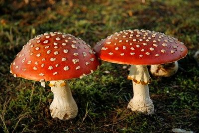 Red Toadstools Puffball Mushroom, Amanita Phalloides, Children Of The Forest, Fly Agaric Mushroom, Poisonous Mushrooms, Mom In Law, Red Mushroom, White Flies, Mushroom Fungi