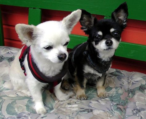 6 Types of Chihuahuas (With Pictures) | Hepper Types Of Chihuahua, Chihuahua Breeds, Socializing Dogs, House Training Puppies, Cavalier King Charles Dog, Rescue Puppies, King Charles Dog, Dog Potty Training, Potty Training Puppy