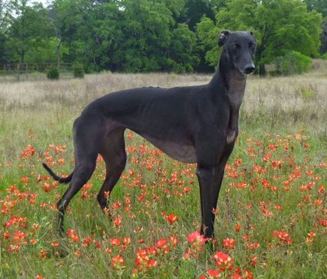 NEVER SAY NEVER GREYHOUNDS: Texas Fan Club Racing Dogs, Sight Hounds, Greyhounds Racing, Dog Day Afternoon, Greyhound Art, Grey Hound Dog, Never Say Never, Italian Greyhound, Hound Dog