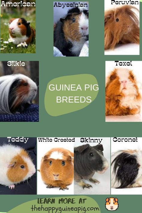 Guinea Pig Breeds Guinea Pig Birthday, Guinea Pig Breeds, Guinea Pig Breeding, Pig Breeds, Pig Care, Pig Birthday Party, Pet Guinea Pigs, Guinea Pig Care, Year Of The Pig