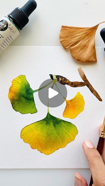 Pooja Kenjale Umrani on Instagram: "Paint ginkgo leaves with me!  . . . . . . . . . .#watercolor #greenleaves #green #watercolorart #watercolor_blog #watercolorartist #tutorial #inspiringwatercolors #modernwatercolors #modernbotanicals #botanicalillustration #ginkgo #illustratorsofinstagram #botanicalwatercolor #watercolor_gallery #illustrationNow  #watercolorleaves #allthingsbotanical #waterblog #processvideo #illustrationartist #ginkgoleaves #watercolordaily #calledtobecreative #watercolorillustration #watercolor_daily" Ginkgo Leaf Watercolor, Ginko Watercolor, Ginkgo Art, Garbage Collection, Watercolor Blog, Gingko Leaves, Ginkgo Leaves, Ginkgo Leaf, Thanksgiving Fun