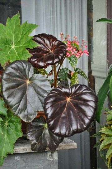 Begonia 'Red Fred' Indoor Plant Stand Ideas, Red Begonia, Begonia Plants, Plant Stand Ideas, Begonia Plant, Indoor Plant Stand, Indoor Water Garden, Goth Garden, Rare Orchids