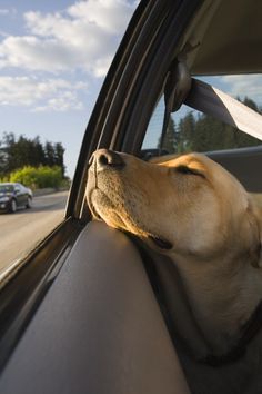 Going out of town? Gone for the holidays? These tips by @Petfirst are a must-read if you're considering boarding your pet. Traveling With Pets, Pet Ideas, Last Ride, Looking Out The Window, Car Rides, Pet Hacks, Dog Travel, Beautiful Dogs, Mans Best Friend