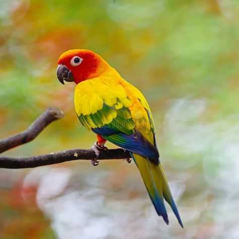 Sun Conure. Photo about conure, plumage, aratinga, gold, group, beauty, pretty, background, colorful, feather, cute, beak, color, fauna, avian, bird, small, animal, nature - 32675864 Pretty Background, Images Of Sun, Sun Conure, Colorful Parrots, Background Colorful, Animal Nature, Editorial Illustration, Love Birds, Beautiful Birds