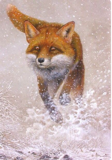 André Buzin Fox In Snow, Fox Art Print, Fox Images, Giant Animals, Sloth Art, Art Fox, Arte Indie, Fox Painting, Fox Illustration