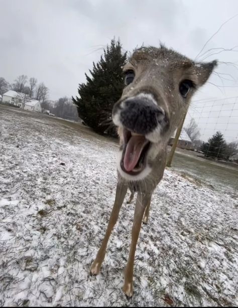 Silly Deer Pictures, Funny Deer Pictures, Deer Pfp, Deer Meme, Deer In Snow, Deer Wallpaper, Funny Deer, Deer Photos, Deer Pictures