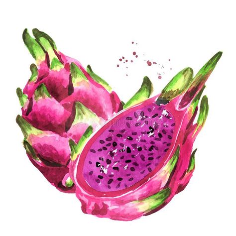 Fruits With Watercolor, Dragonfruit Watercolor, Dragon Fruit Painting, Passion Fruit Drawing, Dragon Fruit Illustration, Dragon Fruit Art, Dragon Fruit Drawing, Violet Dragon, Pitaya Fruit