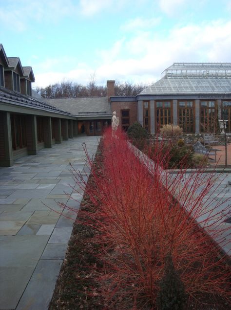 Cornus sanguinea 'Midwinter Fire' Structural Planting, Garden Sketches, Cornus Sanguinea, Grass Border, Winter Gardens, Planting Design, La Brea, Garden Design Plans, Design Garden