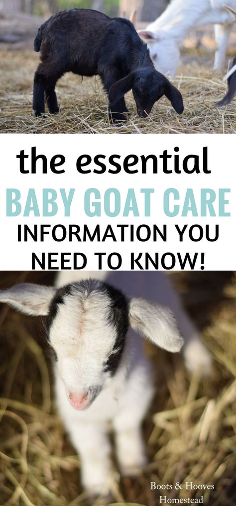 Baby goat care is very simple and taking the necessary steps, helps to provide a great and healthy start to your kid. Keeping Goats, Pet Goat, Raising Farm Animals, Goat Care, Goat Barn, Goat Kidding, Raising Goats, Pygmy Goat, Baby Goat