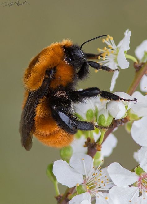 Bumblebee (Bombus dahlbomii) Chile Bee Family, Cool Insects, Wild Bees, Bee Pictures, Solitary Bees, Bees And Wasps, Looking For Friends, First Move, Cool Bugs