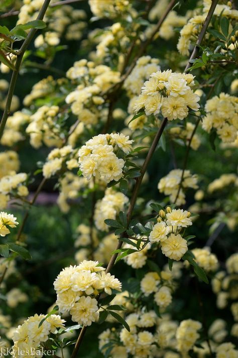 I grew Lady Banks thinking it was a climbing rose. Lady Banks rose is a rambling rose. Not a climbing rose. Believe me, there’s a difference. Lady Banks rose is a beast. Don’t let those dainty flowers deceive you. | Lady Banks Rose (Rosa Banksiae 'Lutea') I #roses #ramblingroses #flowers #yellowroses #yelloflowers #gardening Rosa Banksiae, Garden Planing, What The Heart Wants, Lady Banks Rose, Rose Plant Care, Rambling Rose, Rose Rise, Dainty Flowers, Climbing Rose