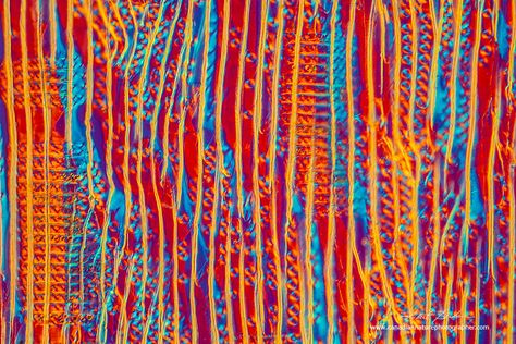 The Microscopic Beauty of Plants and Trees by Robert Berdan - The Canadian Nature Photographer Dark Field Microscopy, Canadian Nature, Microscope Slides, Nature Photographer, Cell Wall, Nature Photographs, Three Dimensional, Embroidered Friendship Bracelet, Art Design