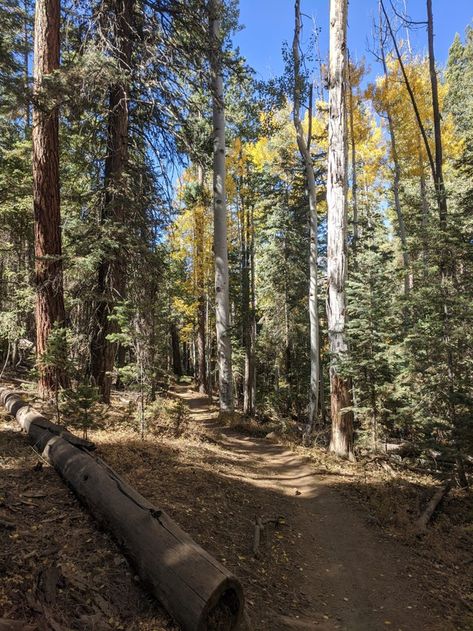 Flagstaff Arizona Aesthetic, Arizona Forest, Black Over Knee Boots, Arid Landscape, Arizona Aesthetic, Flagstaff Arizona, Flagstaff Az, Hiking Aesthetic, Different Aesthetics