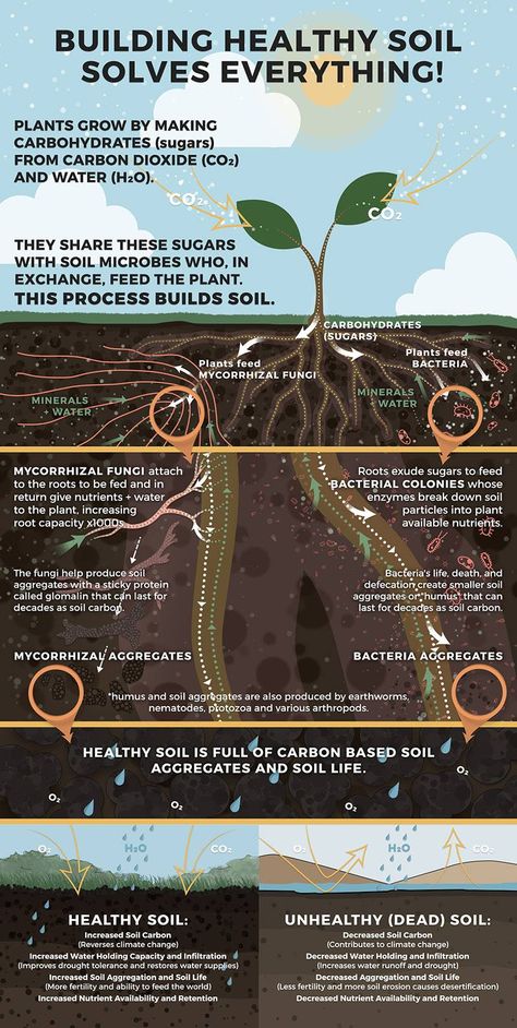 Cool infographic about healthy soil. Agriculture Quotes, Agriculture Projects, Regenerative Agriculture, Agriculture Education, Permaculture Gardening, Permaculture Design, Agriculture Farming, Sustainable Agriculture, Sustainable Farming