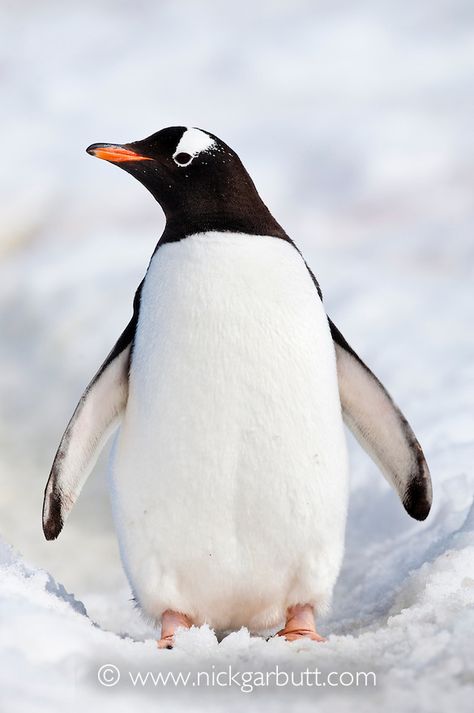 Gentoo Penguin, Walking